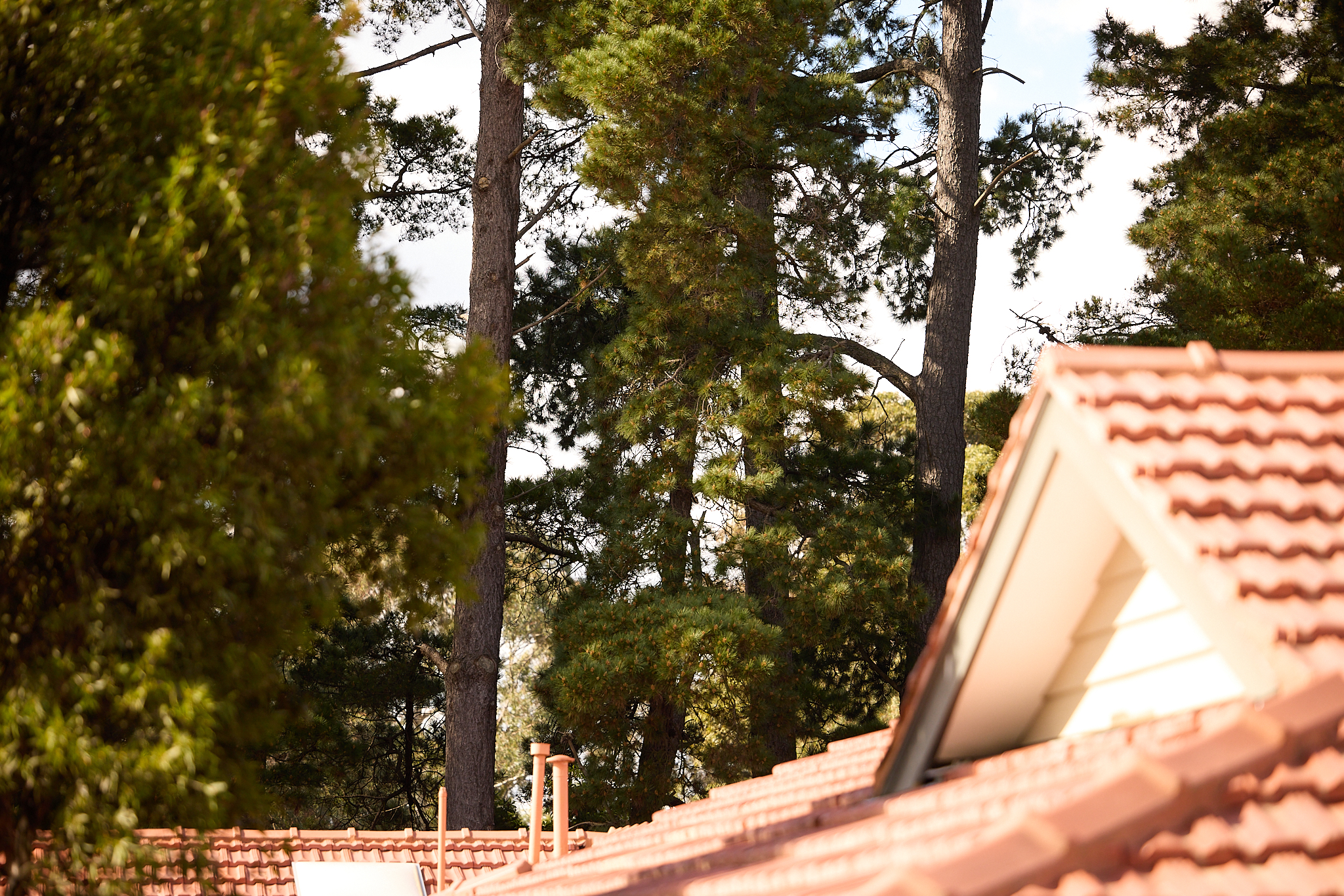 Pinetree Donvale, retirement living - Villa roof