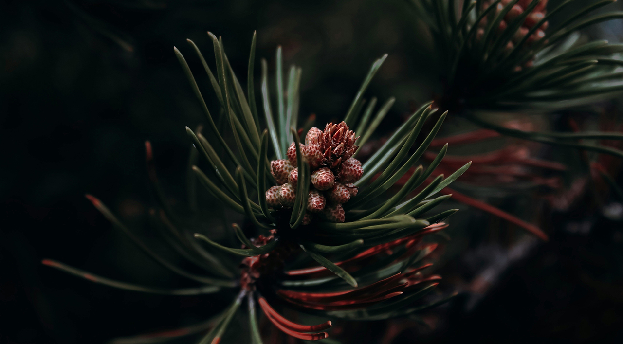 Pinetree Donvale, Home - Hero Pine tree